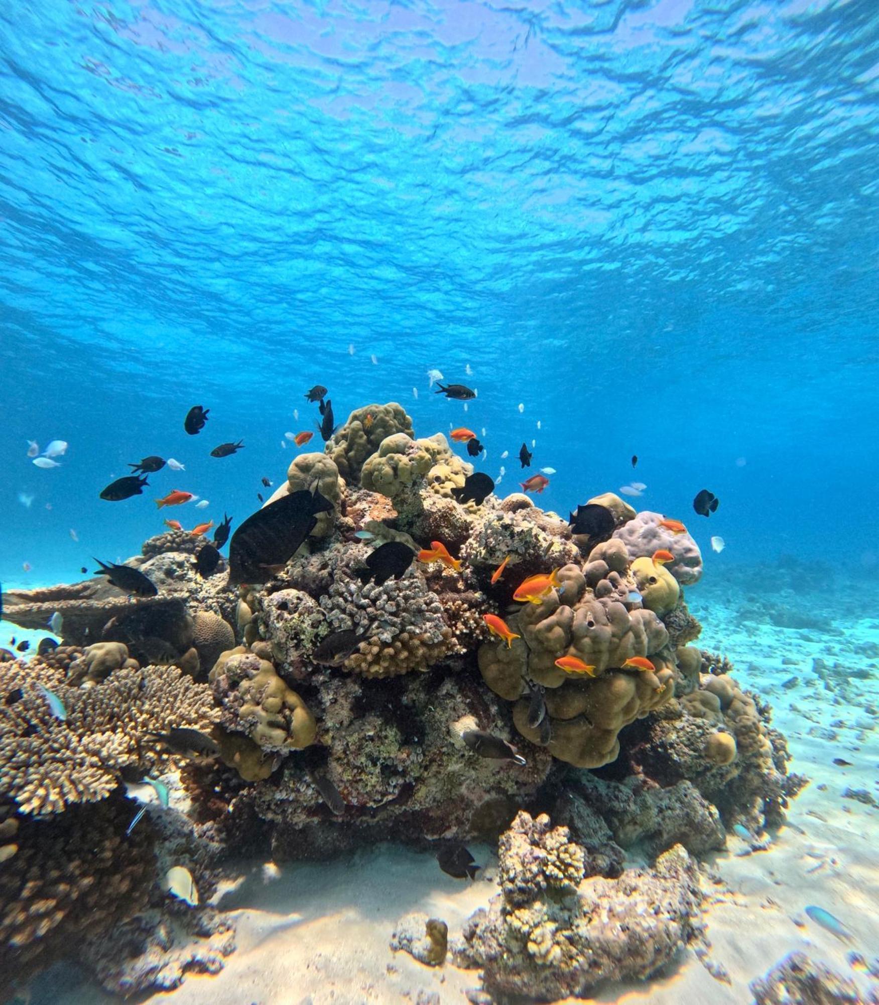 Nirili Villa Dhiffushi Ngoại thất bức ảnh